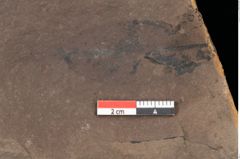 Foto (Detailansicht) von Plantae indet. (NHMW-GEO-2024-0188-0288a)